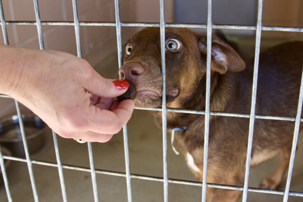 New Braunfels considers ordinance regulating the sale of pets in city limits