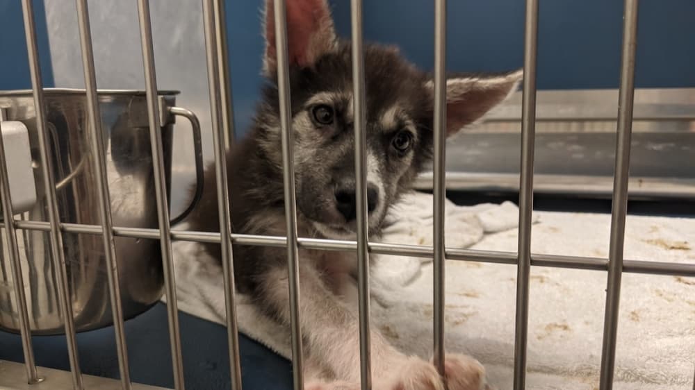Montgomery County commissioners express concern about animal shelter intake