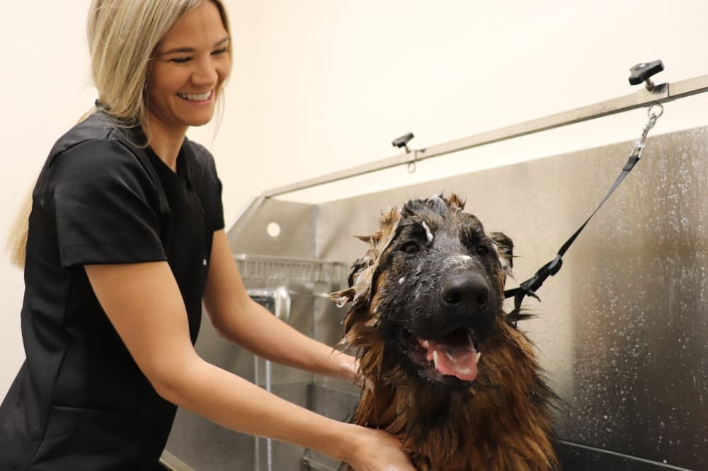Anna Dragon gives her dog, Judge, a bath. (Zara Flores/Community Impact Newspaper)