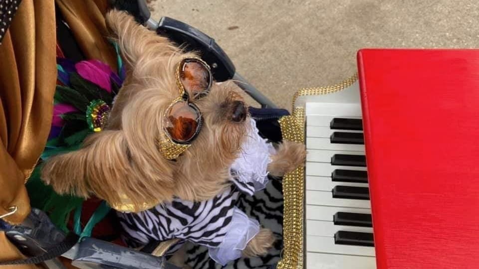 A Mardi Gras dog parade, a shamrock run and more events to attend in McKinney in February, March