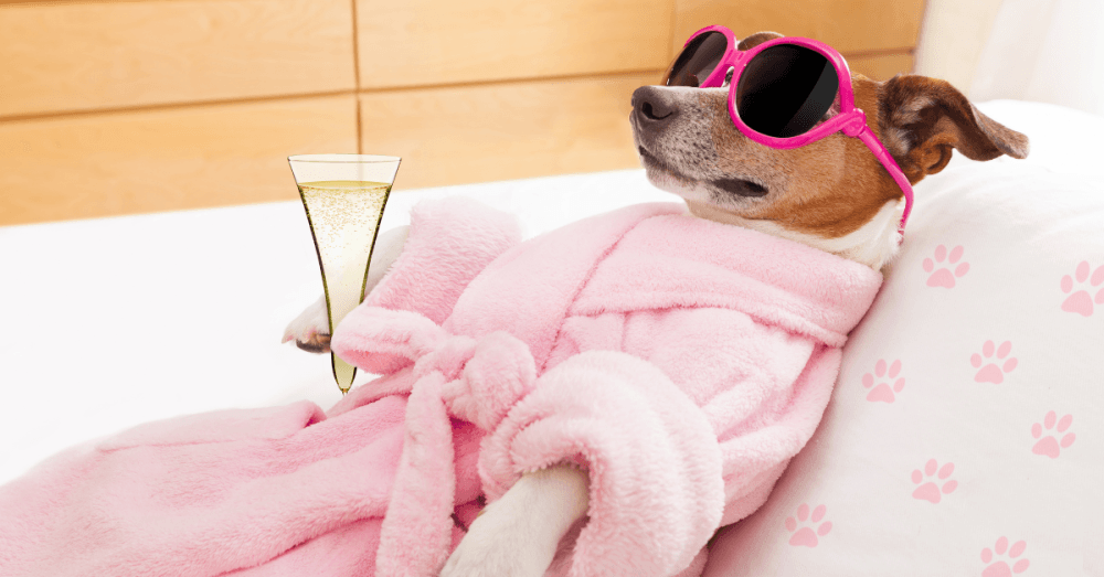 ROUNDUP: 5 businesses in Sugar Land and Missouri City now open or coming soon, including new upscale pet grooming spa and boutique