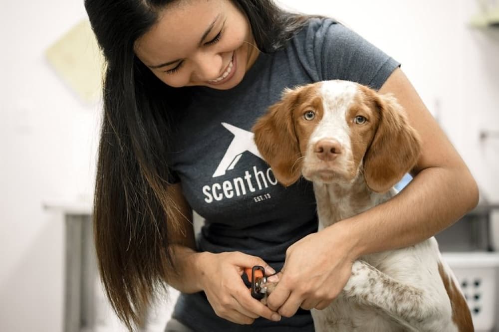 Monthly dog grooming service Scenthound headed to Westlake