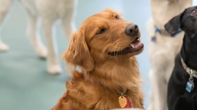 Best Friends Doggy Daycare now open inside Frisco Walmart