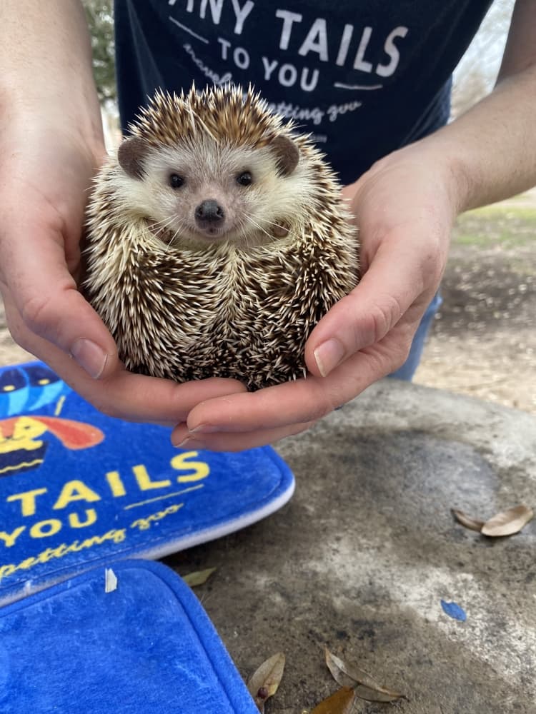Hog is pygmy hedgehog. (Darcy Sprague/Community Impact Newspaper)