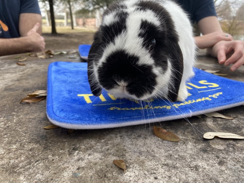 Gus is a Holland Lop Rabbit. (Darcy Sprague/Community Impact Newspaper)