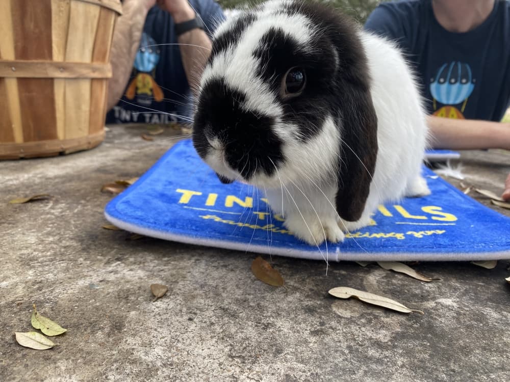 Gus is a Holland Lop Rabbit. (Darcy Sprague/Community Impact Newspaper)