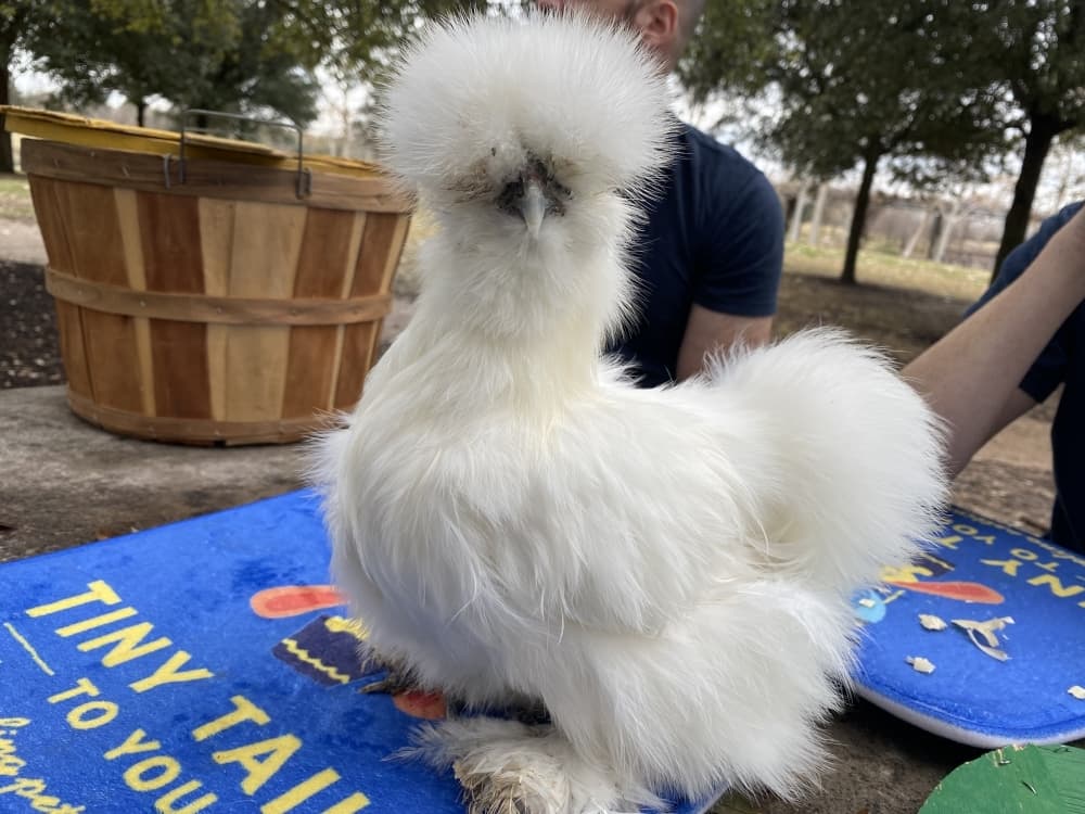 Mary Poopins is a silky chicken. (Darcy Sprague/Community Impact Newspaper) 