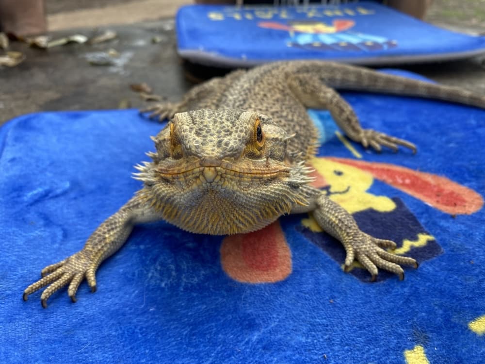 Waffles is a bearded dragon. (Darcy Sprague/Community Impact Newspaper) 