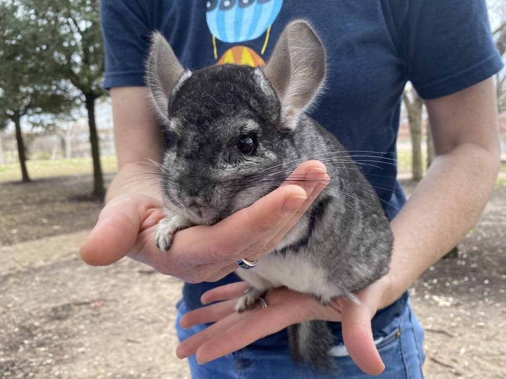 Smokey is a Chinchilla. (Darcy Sprague/Community Impact Newspaper) 