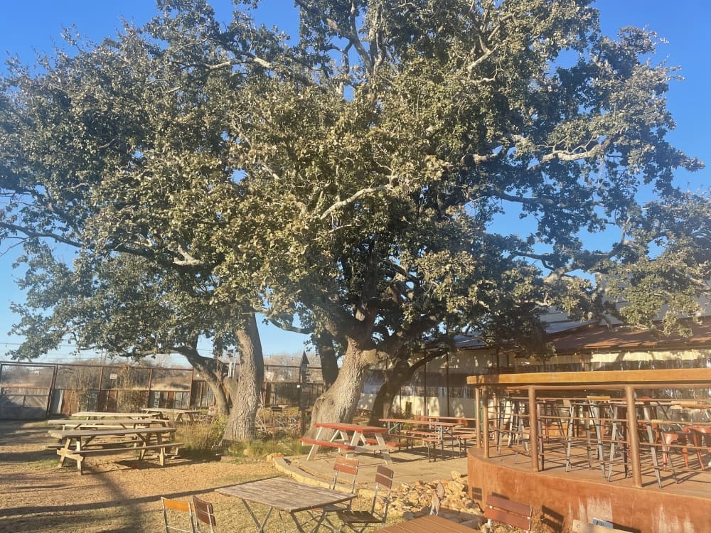 The beer garden at Rentsch includes a grouping of seven oak trees. (Eddie Harbour/Community Impact Newspaper) 