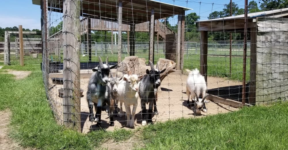 The baby animals pen—featuring a rotating group of young animals—is one of the most popular attractions. (Courtesy Old MacDonald's Farm)