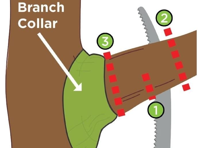 Here is a diagram showing the three-cut method and the branch collar. (Courtesy city of Richardson)