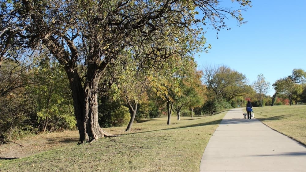 Trees to be planted along road in effort to increase Plano's 'urban forestry'