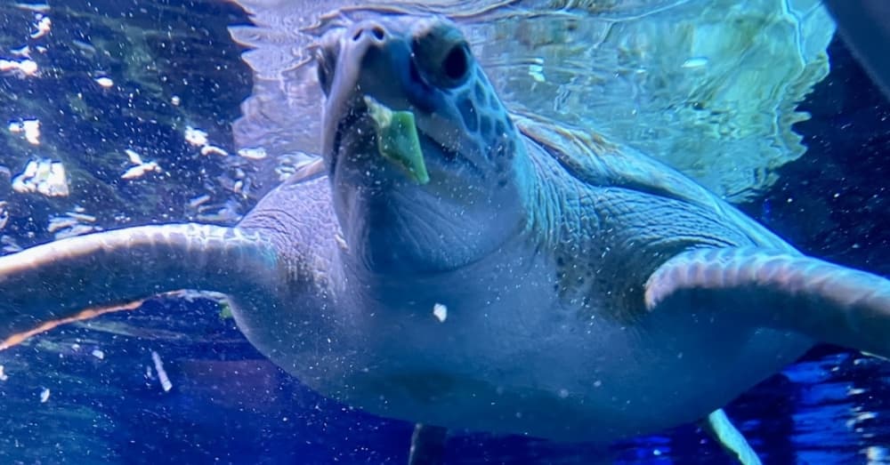 San Antonio aquatic attraction welcomes sea turtle