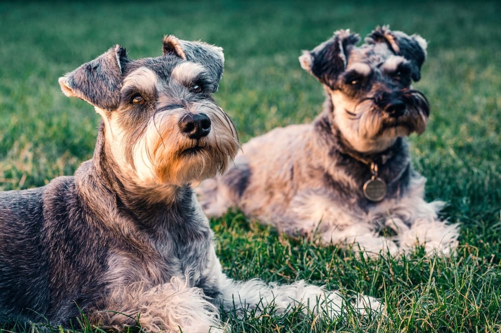 PetSuites Sugar Land now open