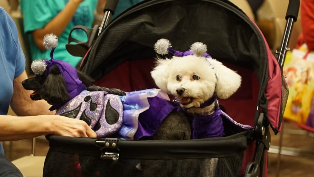 Animal adoptions, roller skating and March Madness: Your March To-Do List for the Round Rock, Pflugerville and Hutto area
