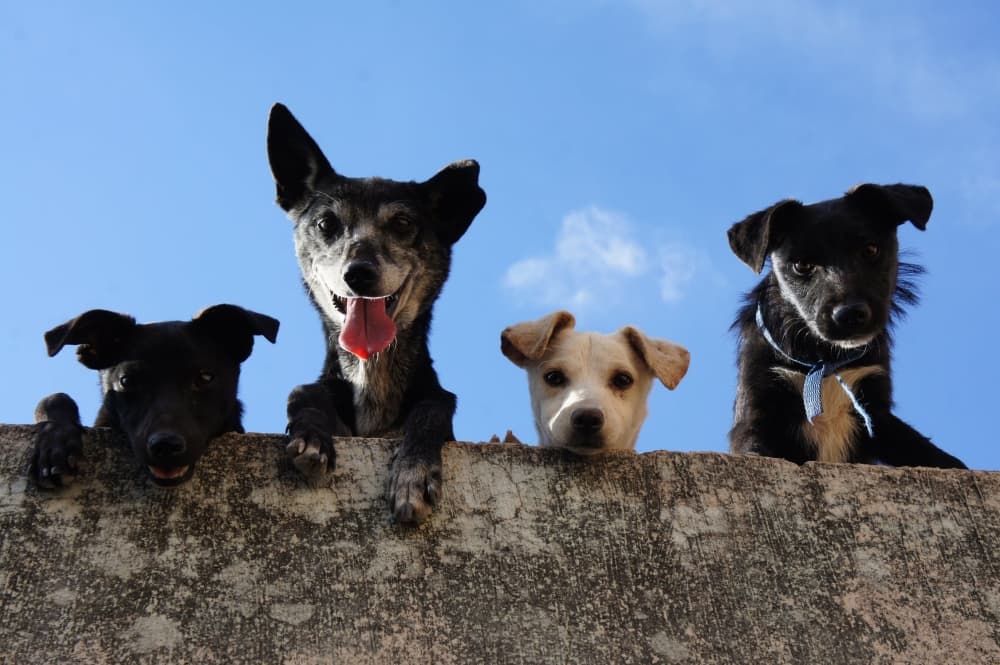 League City animal shelter at critical capacity for dogs
