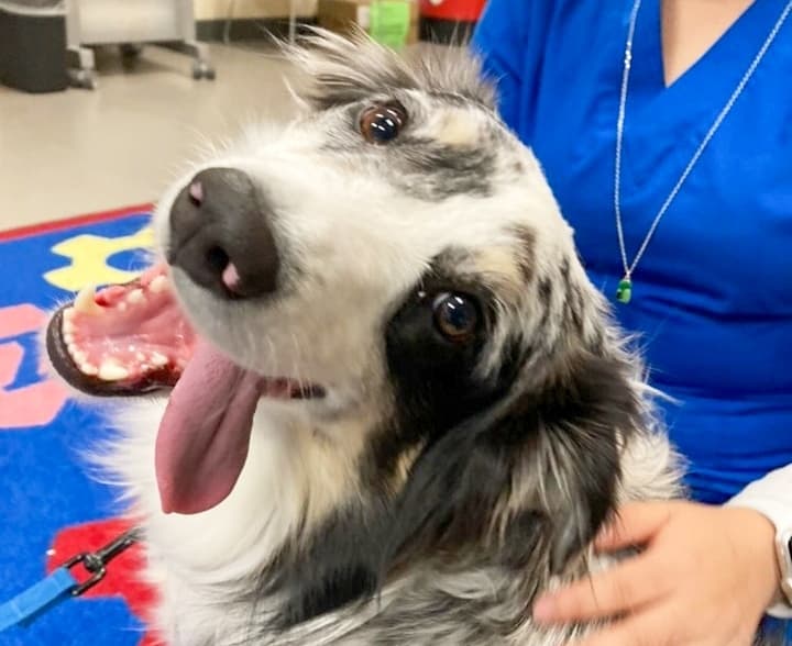 Read with dogs, attend a 'New Girl' trivia night: 7 things to do in Spring and Klein throughout March, April
