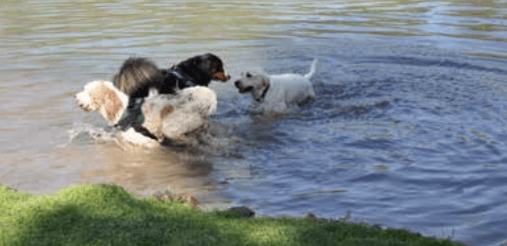 See live music, attend a dog party: 10 things to do this weekend in The Woodlands area