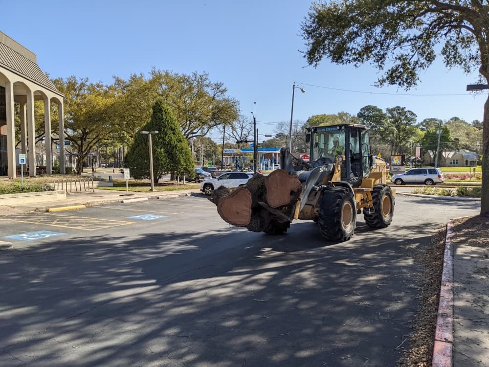 Diseased oak trees in League Park to be turned into art