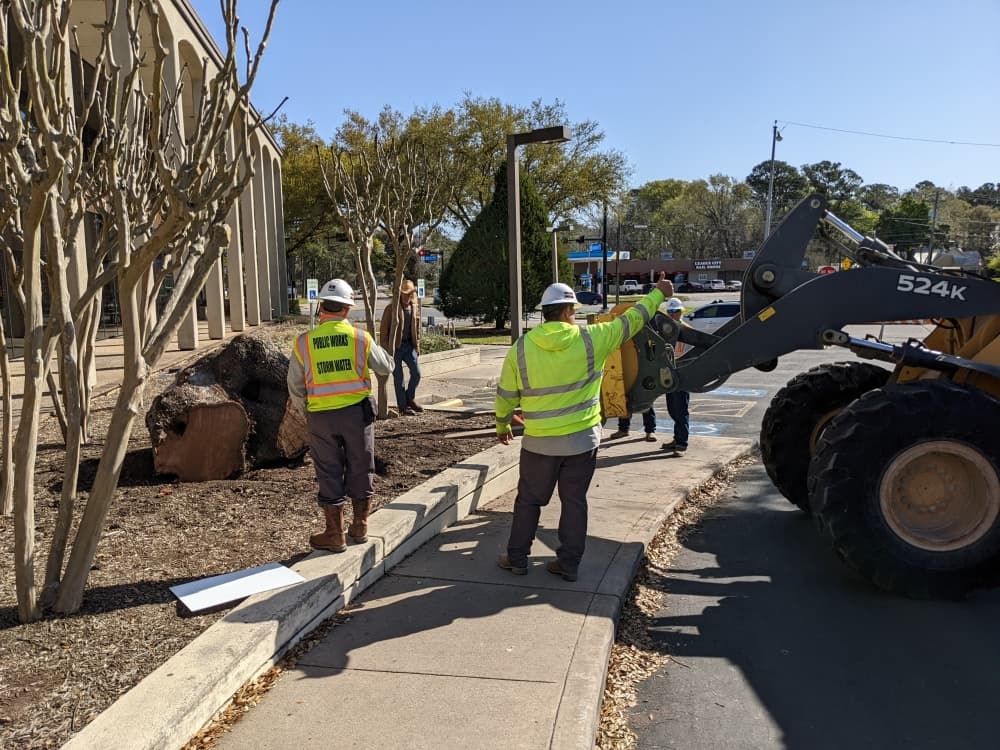 Workers place the oak tree part in front of Helen Hall Library. (Jake Magee/Community Impact Newspaper)