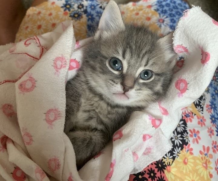 Williamson County Regional Animal Shelter to host 'Kitten Shower' to kick off kitten season