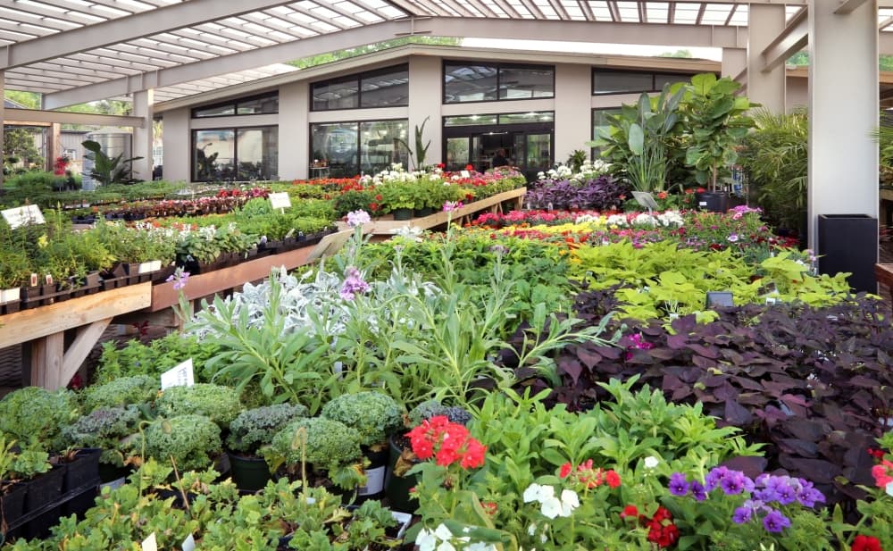 There are a large number of high-quality annual plants growing from a small starting plant to a large, beautiful flowering plant in one season.