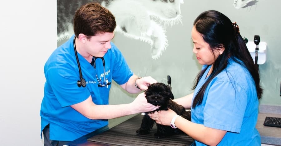 Veterinary clinic CityVet moves to Preston Road location in Plano