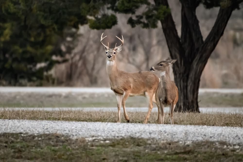 New Braunfels council hears potential wildlife management strategies to address bacteria in waterways