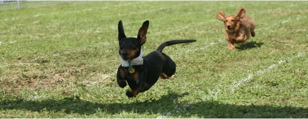 Cheer on your favorite wiener and 8 other things to do in San Marcos, Buda and Kyle this April and May