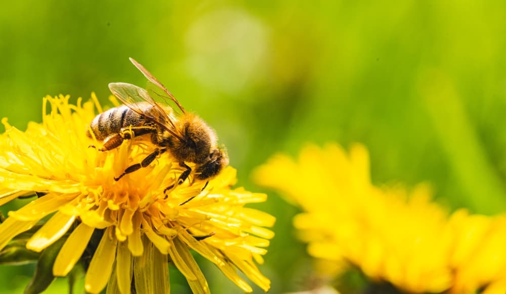 Bee Cave Friends of the Park to host Earth Day festivities April 23