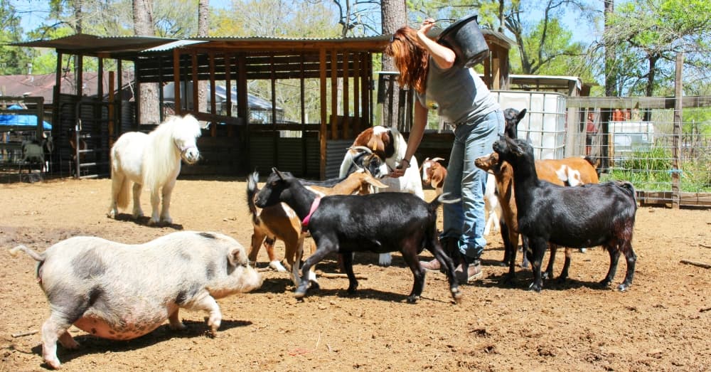 Porter nonprofit One Acre Farm offers outdoor learning for individuals of all abilities