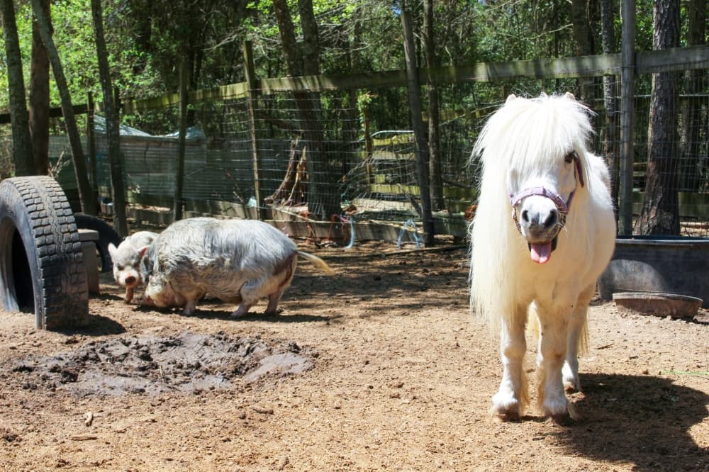 One Acre Farm is home to two horses. (Wesley Gardner/Community Impact Newspaper)