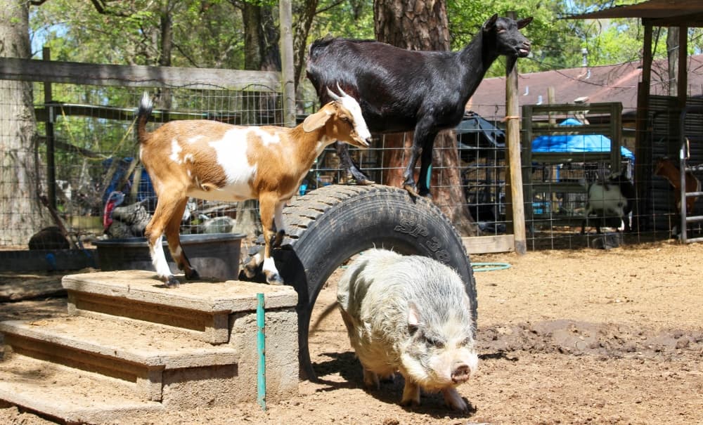 Goats and pigs are just a few of the livestock at One Acre Farm. (Wesley Gardner/Community Impact Newspaper)