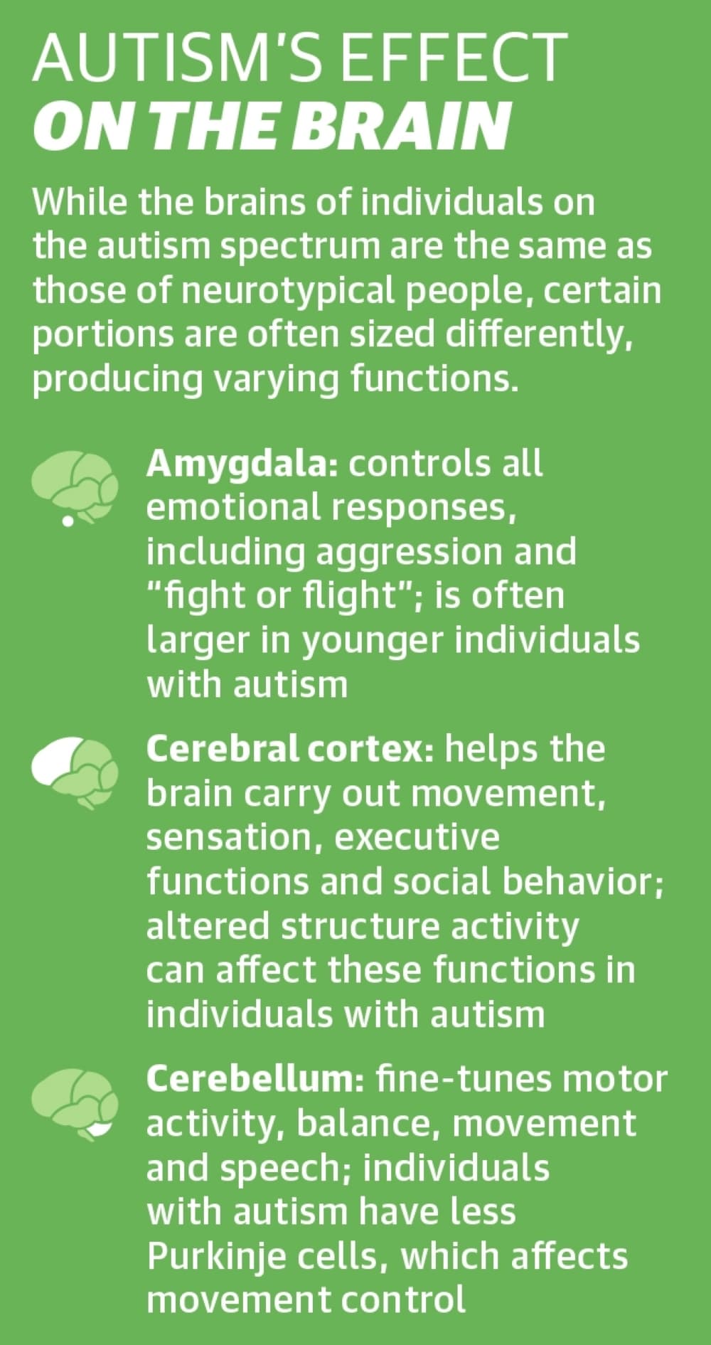 While the brains of individuals on the autism spectrum are the same as those of neurotypical people, certain portions are often sized differently, producing varying functions. (Ronald Winters/Community Impact Newspaper) 