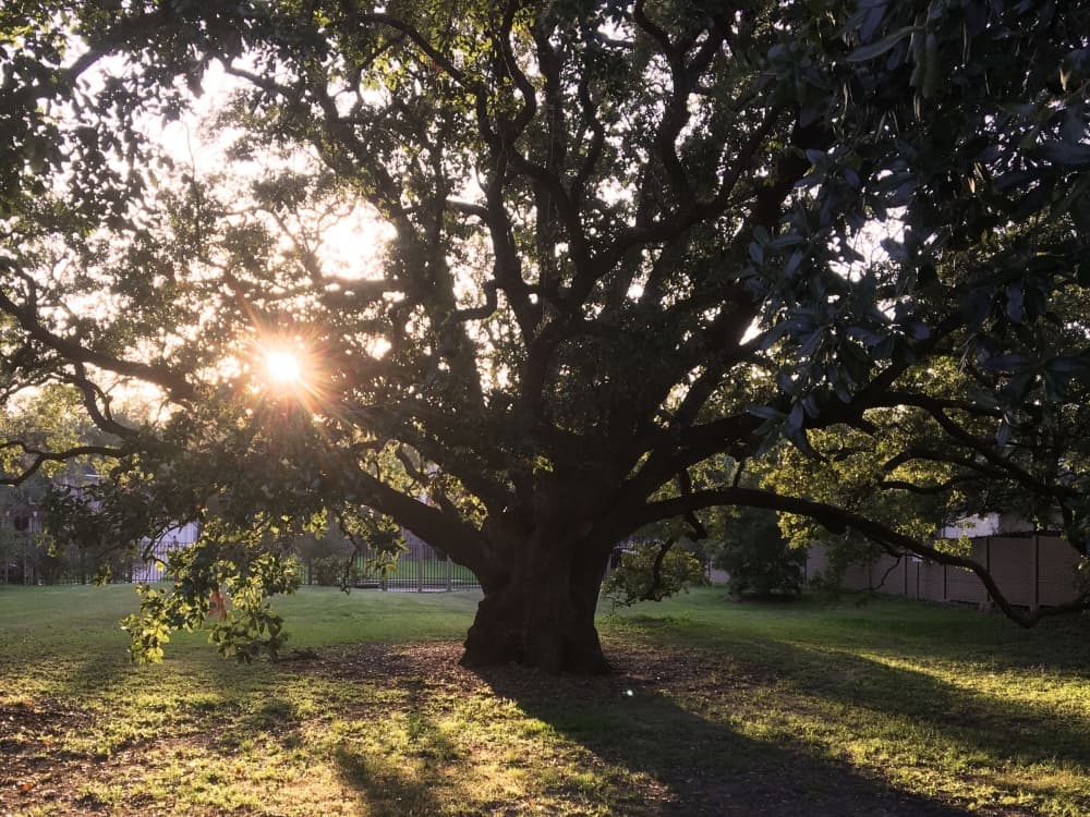Missouri City City Council gives green light to contract for new Freedom Tree Park design