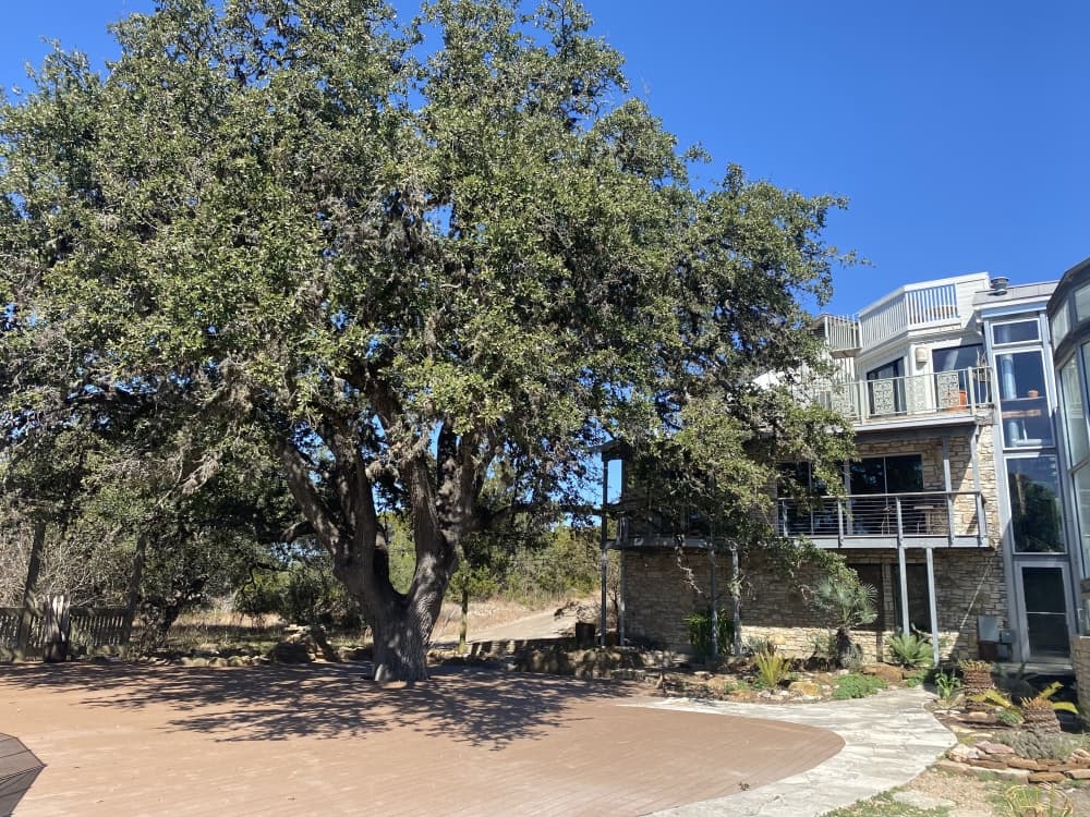 The family found evidence that a massive tree on their property has grown for hundreds of years. (Darcy Sprague/Community Impact Newspaper)