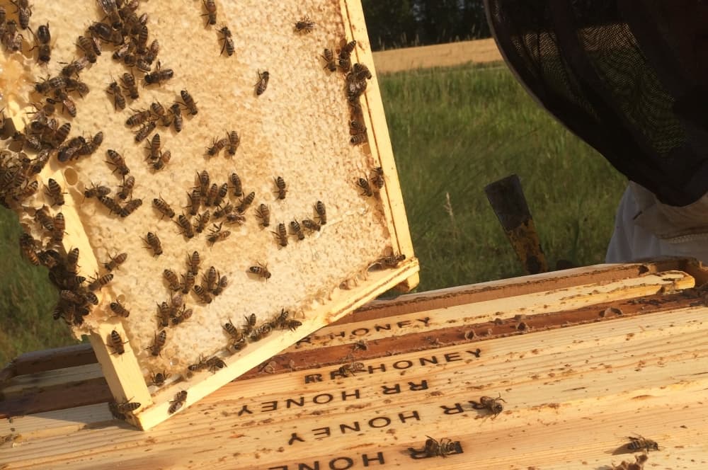 Austin becomes Bee City, promises to create habitats for its pollinators