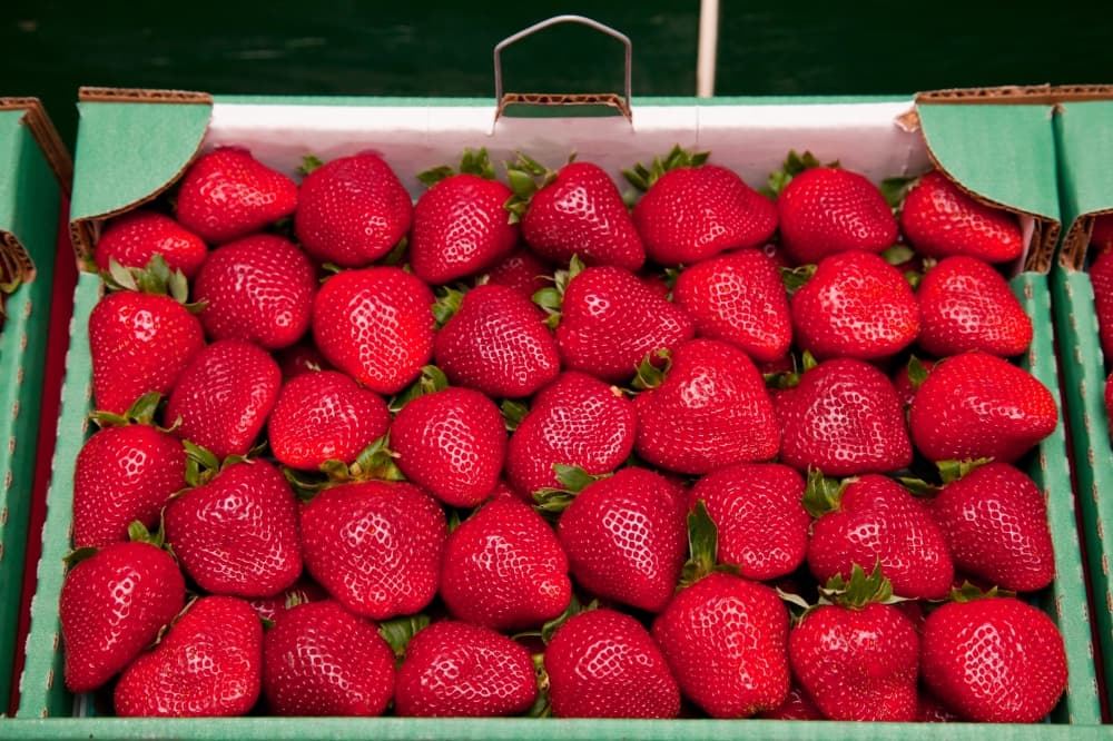 Annual Strawberry Festival offers the freshest produce, carnival rides, concerts and more 
