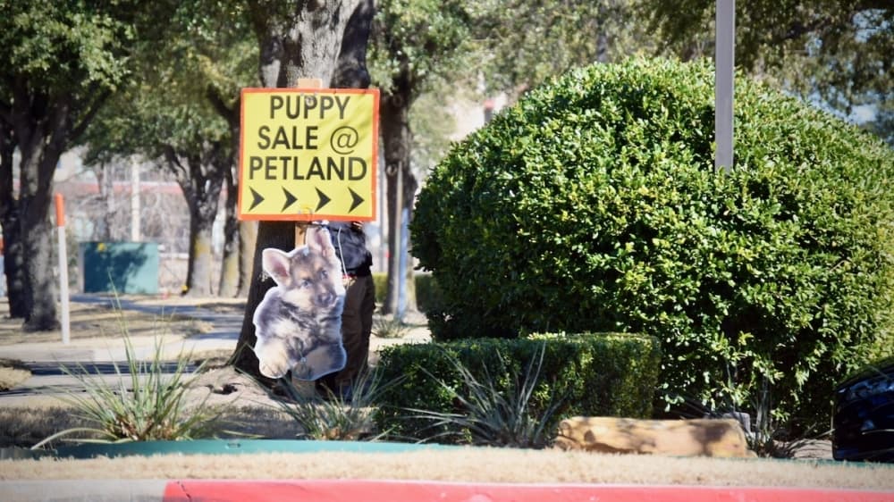 Frisco City Council reviews animal sales ordinance, considers strengthened provisions and advisory committee