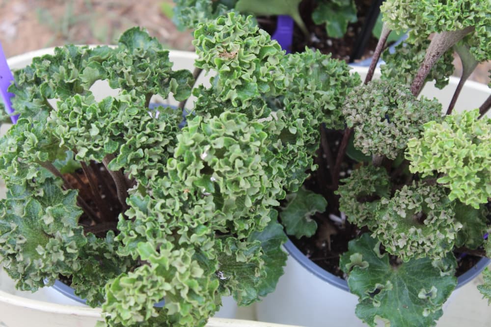 Farfugium Crispatum