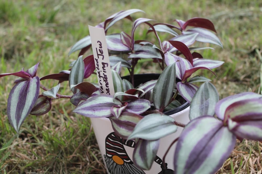 Garden club members suggest using the silver inch plant to brighten up a dark corner (Samantha Van Dyke/Community Impact Newspaper)