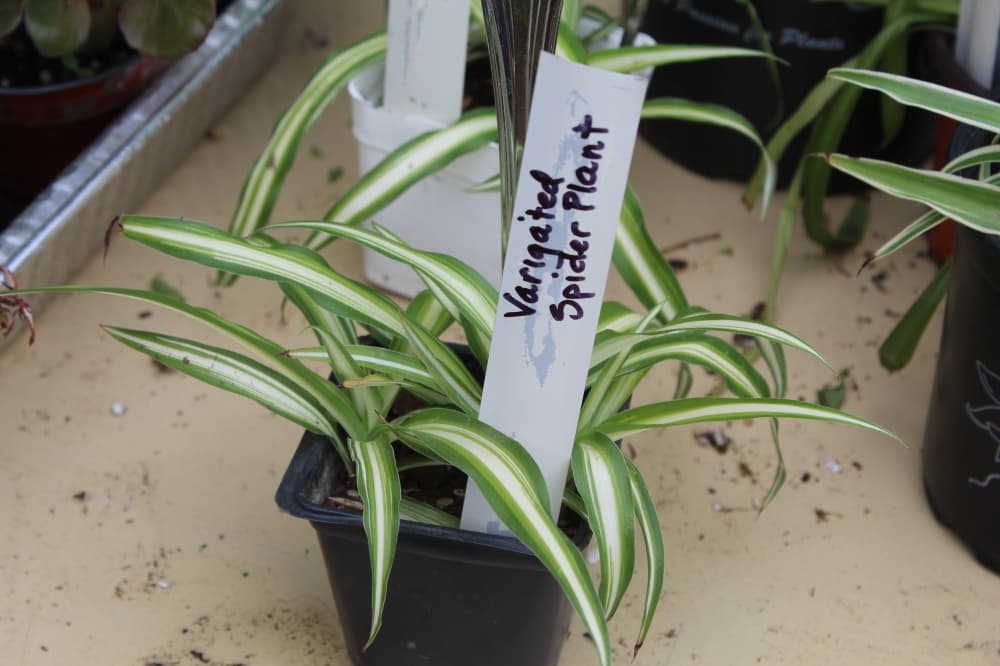 Spider plant