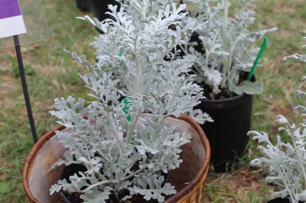 Garden club members suggest using the Dusty Miller plant as an accent or boarder to arrangements. (Samantha Van Dyke/Community Impact Newspaper)