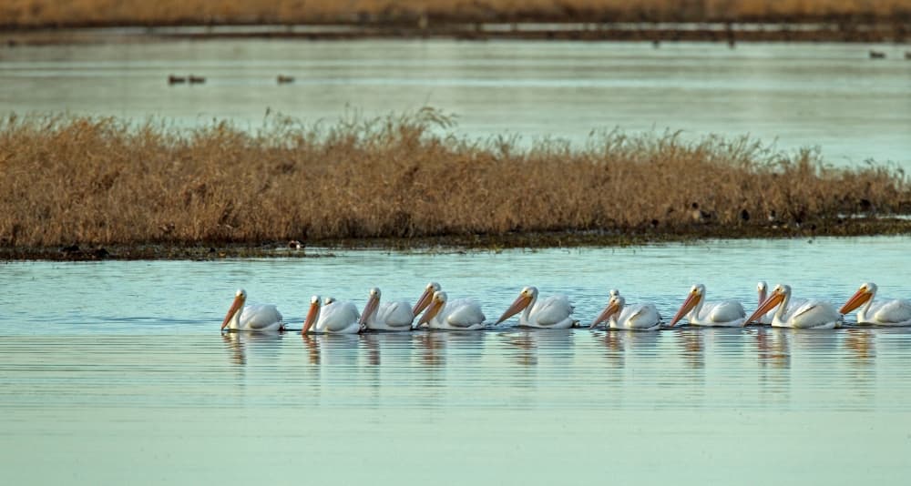 Katy Prairie Conservancy changes name to Coastal Prairie Conservancy