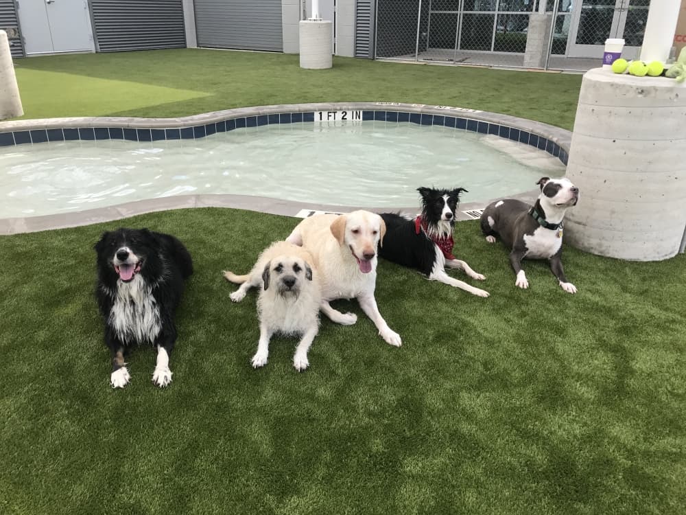 Pet boarding, airport parking facility Bark&Zoom celebrates 5 years in Austin
