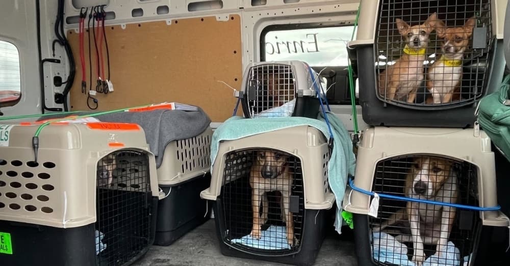 Temporary pet fosters sought in San Antonio before flight takes them to permanent homes
