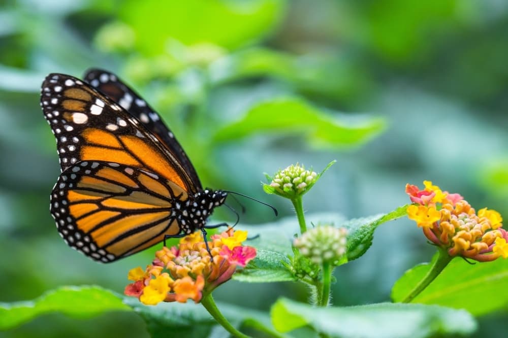 Butterfly and pollinator garden to open at Grapevine Mills
