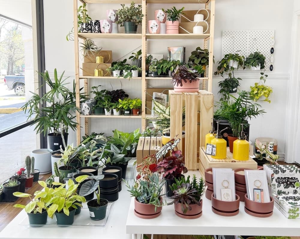 Dote On plant boutique now open in Kingwood