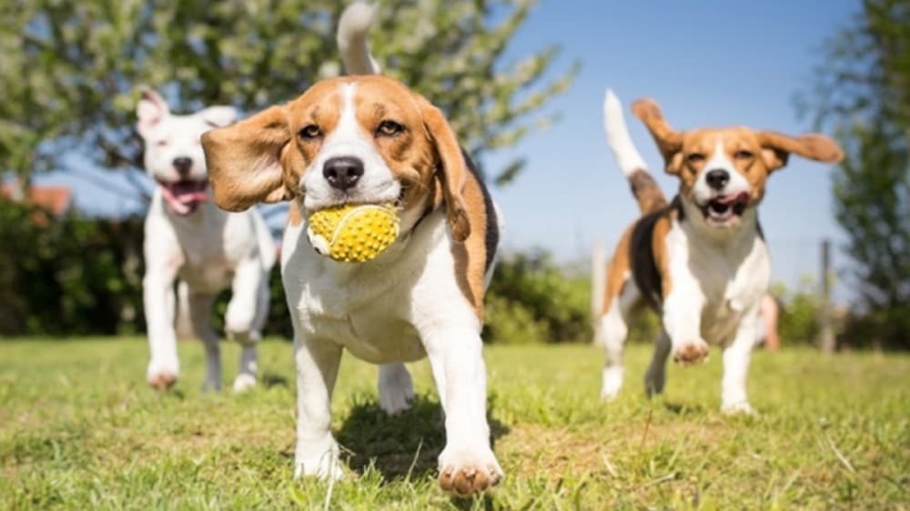 Dallas City Council votes to ban retail sale of dogs, cats